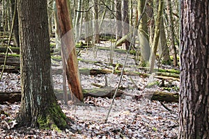 Fallen trees in a wild forest