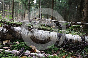 The fallen trunk of a birch lies in the forest