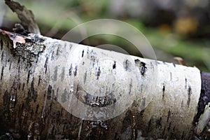 The fallen trunk of a birch lies in the forest