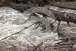 Fallen trunk over river