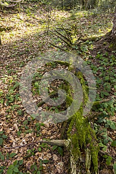 A fallen trunk of spruse tree covered with moss in deep forest