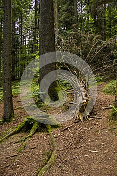 A fallen trunk of spruse tree and a large spruce stump in the forest