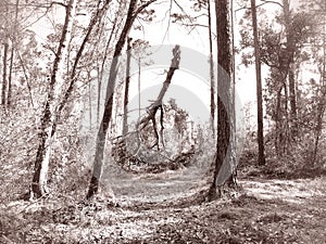 Fallen twisted tree in the wetlands