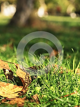 Fallen walnut leaves on green grass, partial focus. Autumn Park. Close-up. Partial focus