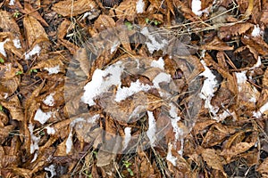 Fallen wet brown chestnut leaves under the first snow.