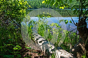 A fallen white birch tree along the shore of Lake Fanny Hooe