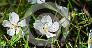 Fallen white cherry blossom on green grass.