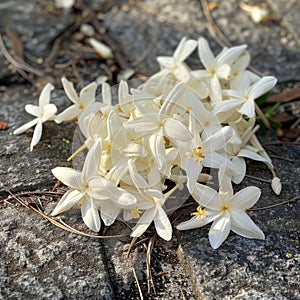 Fallen White Jasmine Flowers on a Stone Surface