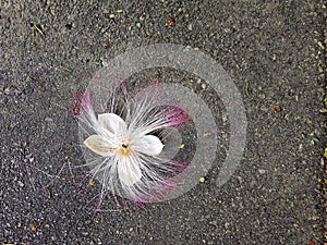 Fallen white and pink flower on the floor