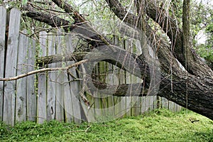 Fallen Willow Tree