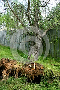 Fallen Willow Tree