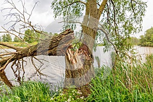Fallen willow tree on the bank of a river