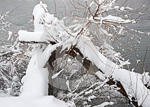 Fallen willow tree on the bank of a river