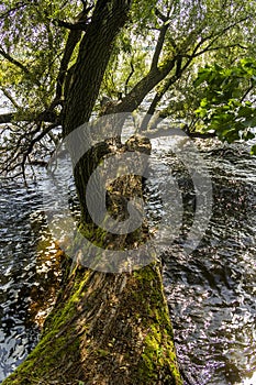 A fallen willow in the water on the lake
