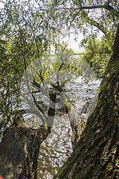 A fallen willow in the water on the lake