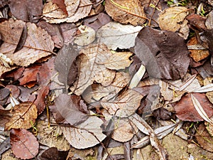Fallen winter leaves on the ground in a wood