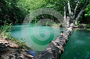 Fallen wood across the forest river