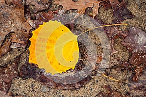 Fallen Yellow Aspen Leaf On Sandy Soil