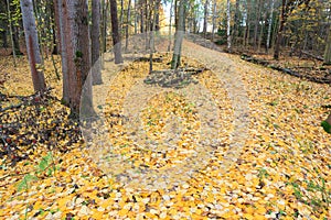 Fallen yellow aspen leaves at autumn forest