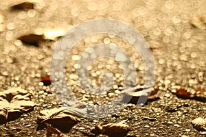 Fallen yellow autumn leaves