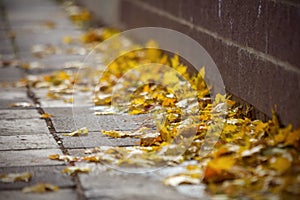 Fallen yellow autumn leaves on the edge of the sidewalk. Urban autumn.