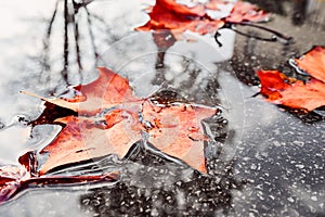 Fallen yellow autumn leaves in puddle on the road, macro closeup. Autumn maple colorful leaf close up on wet asphalt