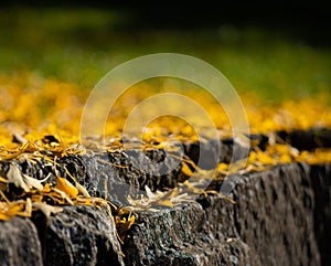 Fallen yellow autumn leaves on stone slabs