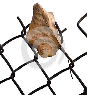 Fallen yellow autumn linden limetree leaf caught on rusty wire mesh fence, isolated vertical closeup, solitude concept copy space