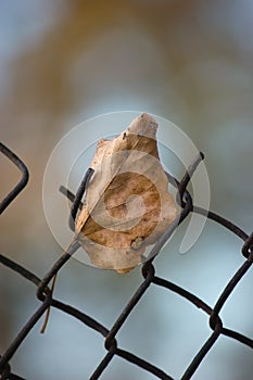 Fallen yellow autumn linden limetree leaf rusty wire mesh