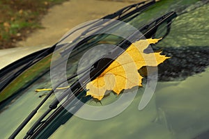 Fallen yellow autumn maple leaf pressed under windshieldwiper. photo