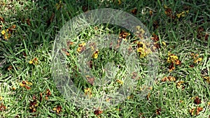 Fallen yellow flowers of Peltophorum pterocarpum on grass and tree shadow