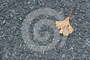 Fallen yellow ginkgo leaves falling on gray asphalt road