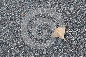 Fallen yellow ginkgo leaves falling on gray asphalt road