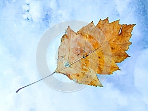 Fallen Yellow Leaf of the Black Poplar, Populus Nigra, with Petiole on the Snow. Copy Space photo