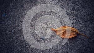 Fallen yellow leaf dried leaves in autumn natural on the road