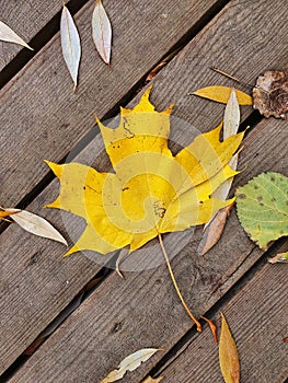 Fallen yellow leaf on the wood texture