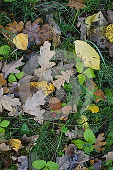 Fallen yellow leaves on autumn grass