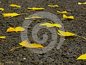 Fallen yellow leaves during autumn in park