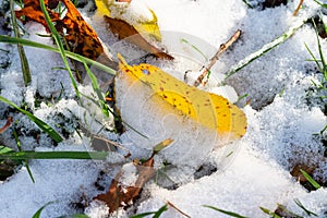 Fallen yellow leaves close up in snowy green grass