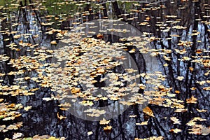 Fallen yellow leaves float in a pond in the estate of Leo Tolstoy in Yasnaya Polyana