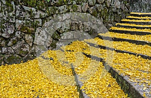 Fallen yellow leaves of ginkgo tree on steps