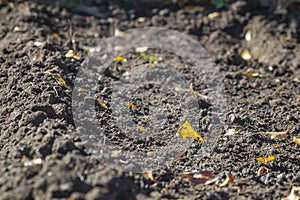 Tubers of friable gray earth and several fallen yellow leaves on it. Shallow depth of field