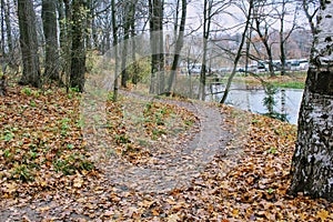 Fallen yellow leaves in the park in the estate of Count Leo Tolstoy in Yasnaya Polyana
