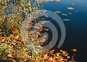 Fallen yellow leaves in the water. Vibrant carpet of fallen orange forest leaves. Close up. Autumn, fall scene, nature background.