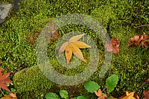 Fallen yellow maple leaf on the ground.