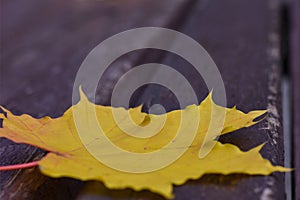 Fallen yellow maple leaf on a park bench, autumn season, close-up