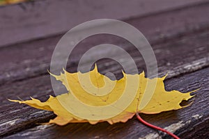 Fallen yellow maple leaf on a park bench, autumn season, close-up