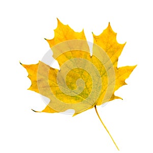 Fallen yellow maple leaf on white background isolate