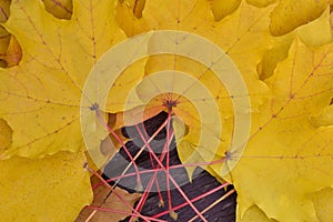 Fallen yellow maple leaves on a park bench, autumn season, close-up