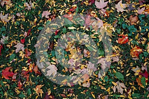 Fallen yellow, orange and red leaves on grass